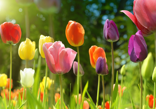 spring intp strings tulip image
